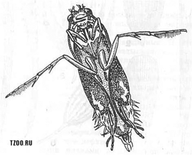 Плывущая куколка риакофилы